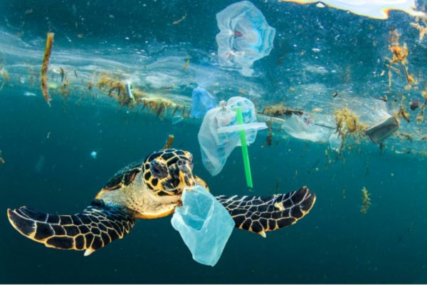 Sinh vật biển chết vì rác thải nhựa - Mối nguy hiểm nghiêm trọng